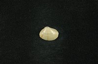 藏品(花蜆(花蛉))的圖片